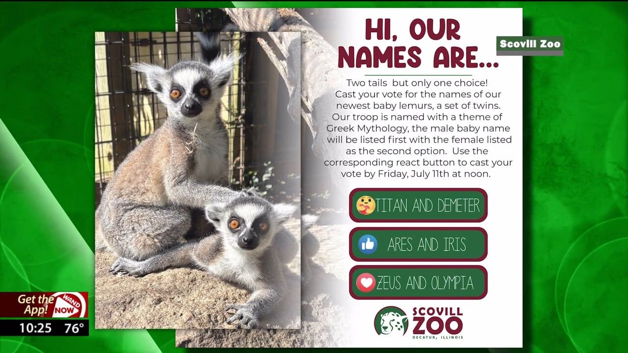 Help Scovill Zoo name its newest baby ring-tailed lemur twins